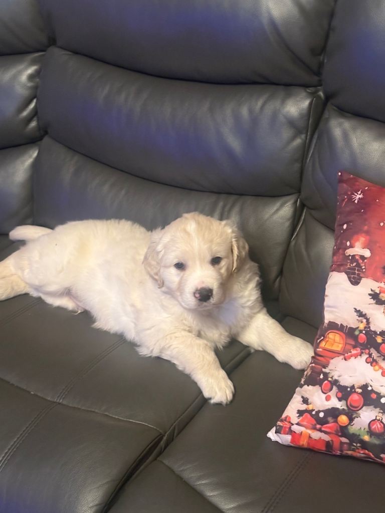 Golden Retriever Pups 10 weeks old last 2 boys 