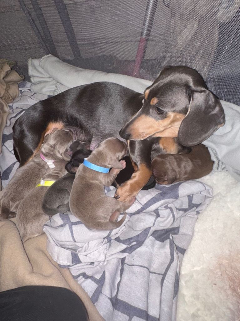 5 beautiful short hair dashund