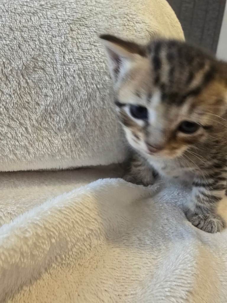 Four adorable kittens looking for loving homes