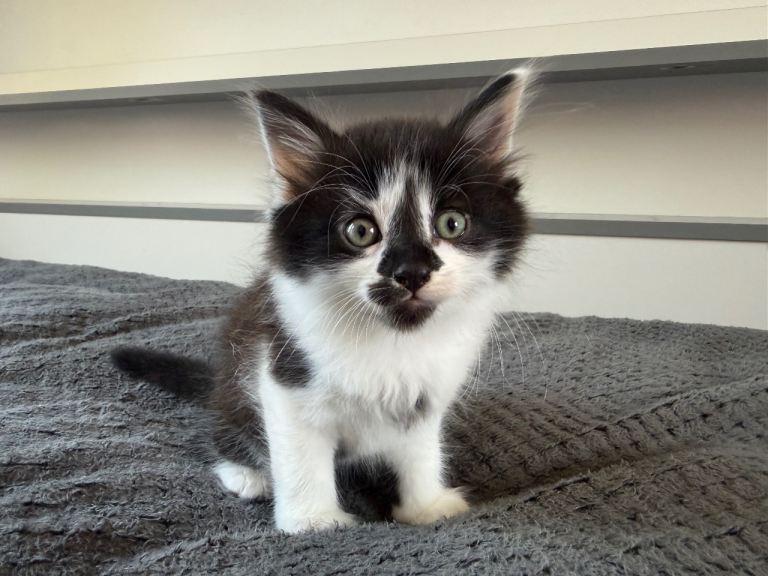 🐾 Beautiful Kitten for Sale 🐾