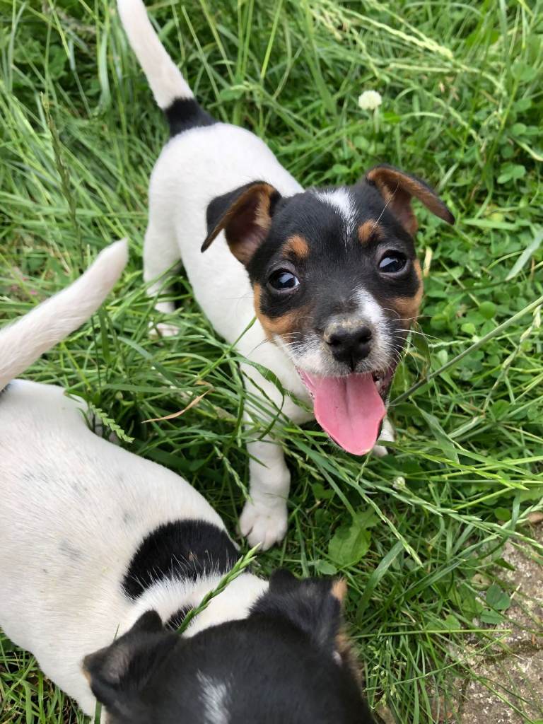 1 beautiful and friendly girl left - all others sold