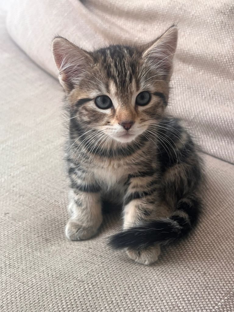 Beautiful kittens for Sale and ready to be re homed