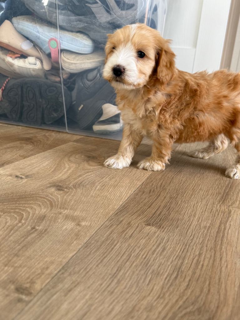4 Cockpoo puppy’s 