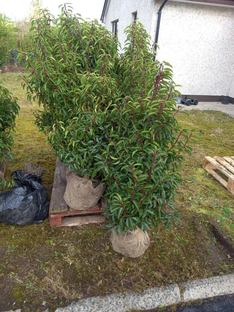 Portuguese Laurel 1.0 - 1.2m