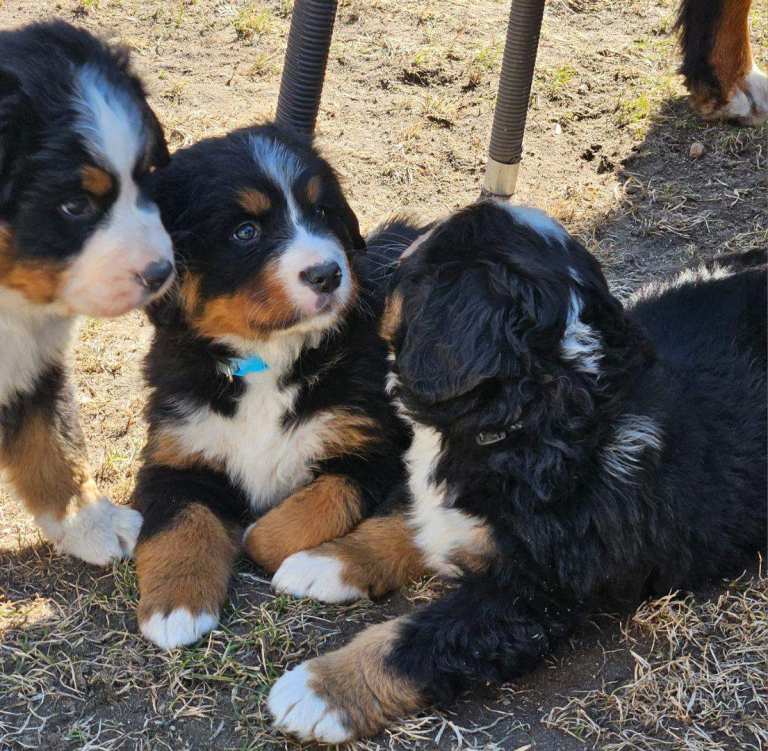 Bernese Mountain Dog Puppies – Beautiful, Friendly & Ready for Loving Homes