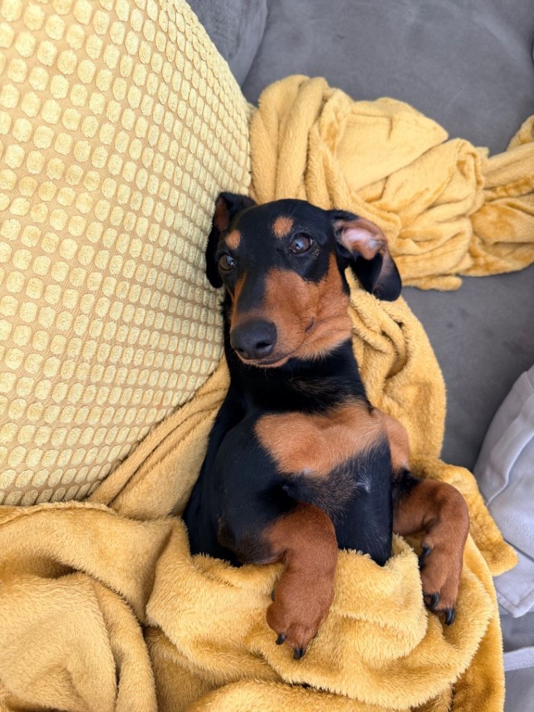 Miniature dachshund 