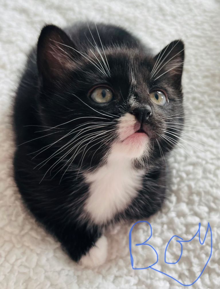 Rag doll mixed kittens 