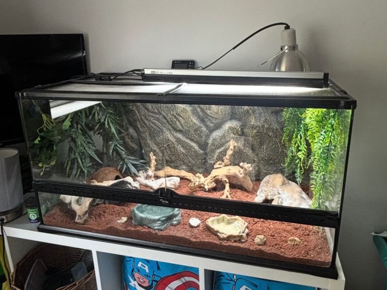 Leopard gecko and vivarium and equipment 