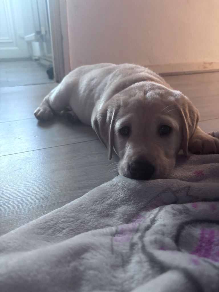 Kc Labrador puppy 
