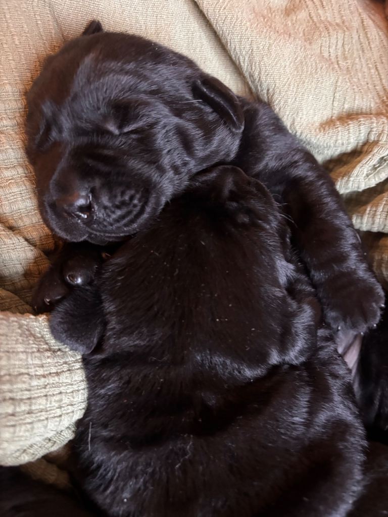 Black Labrador Puppies 