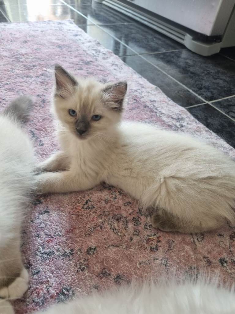 Beautiful loving ragdoll kittens 