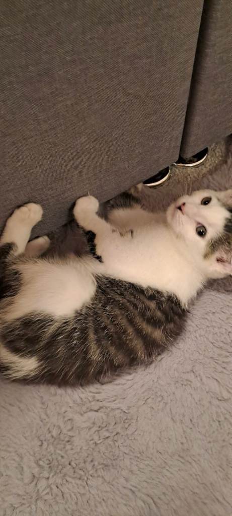 11 week old male kitten 