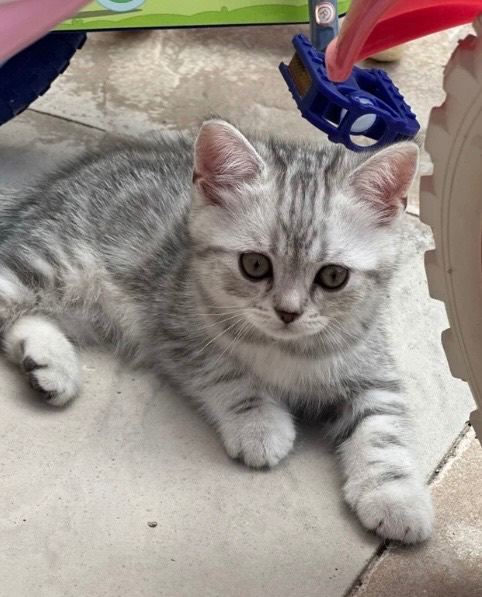 British shorthair 