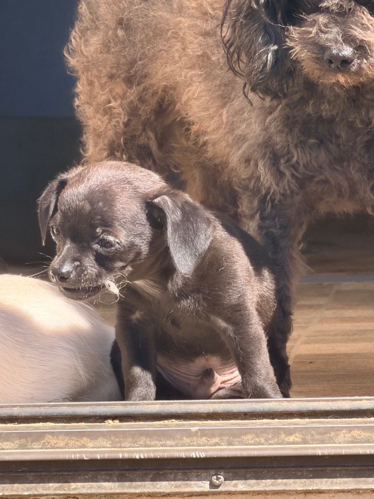 Last boy chihuahua x toy poodle 