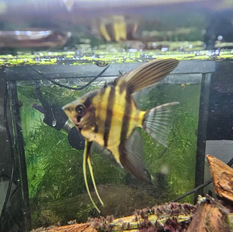 Young adult ANgel fish, and rare Montezuma Swordtails for sale