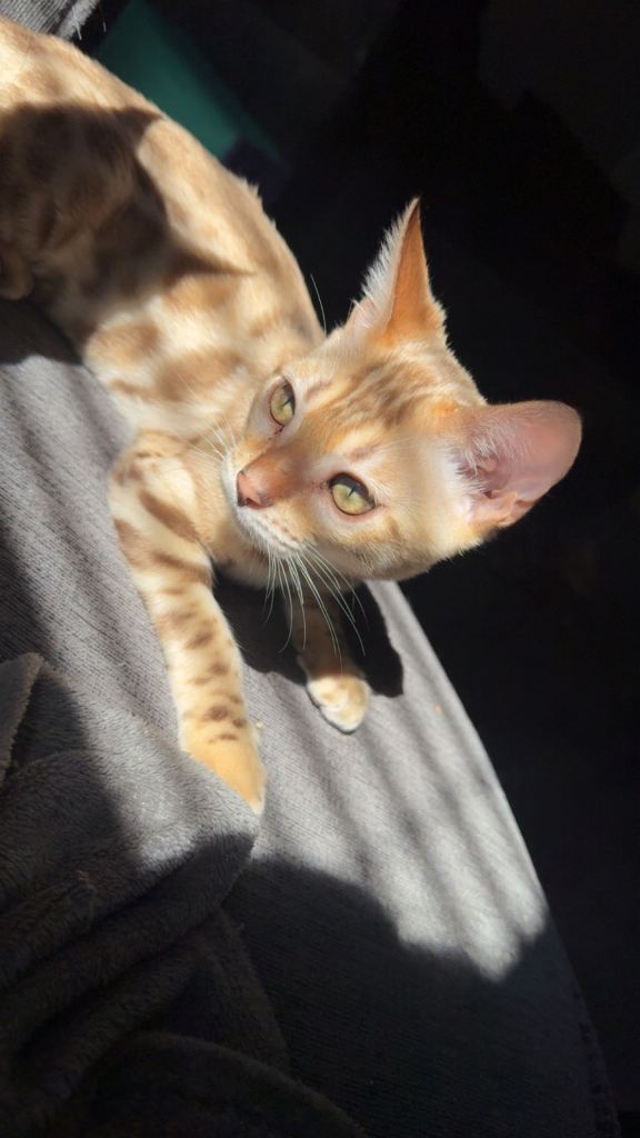 sale 500 offer short time only  - full Bengal kitten