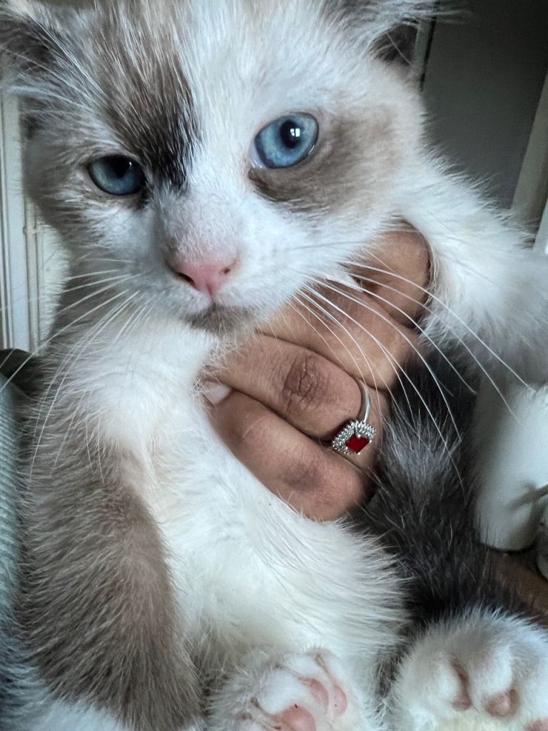 Fluffy  mix breed kitten