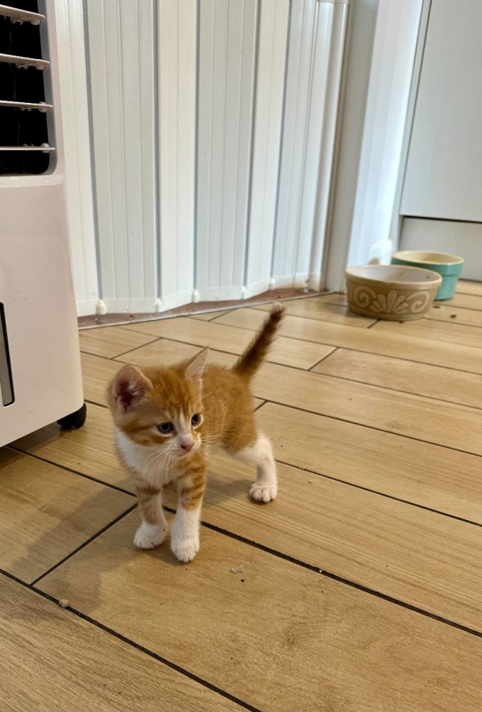 Ginger Boy Kitten 