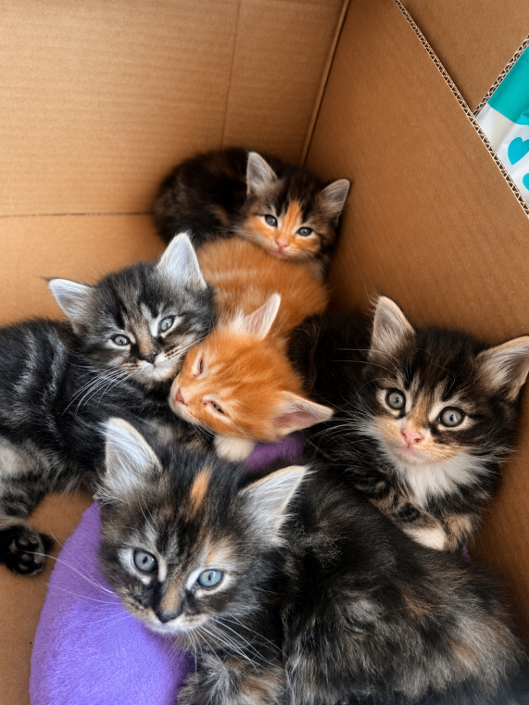 ****Stunning Tortoiseshell Kittens  🐱****