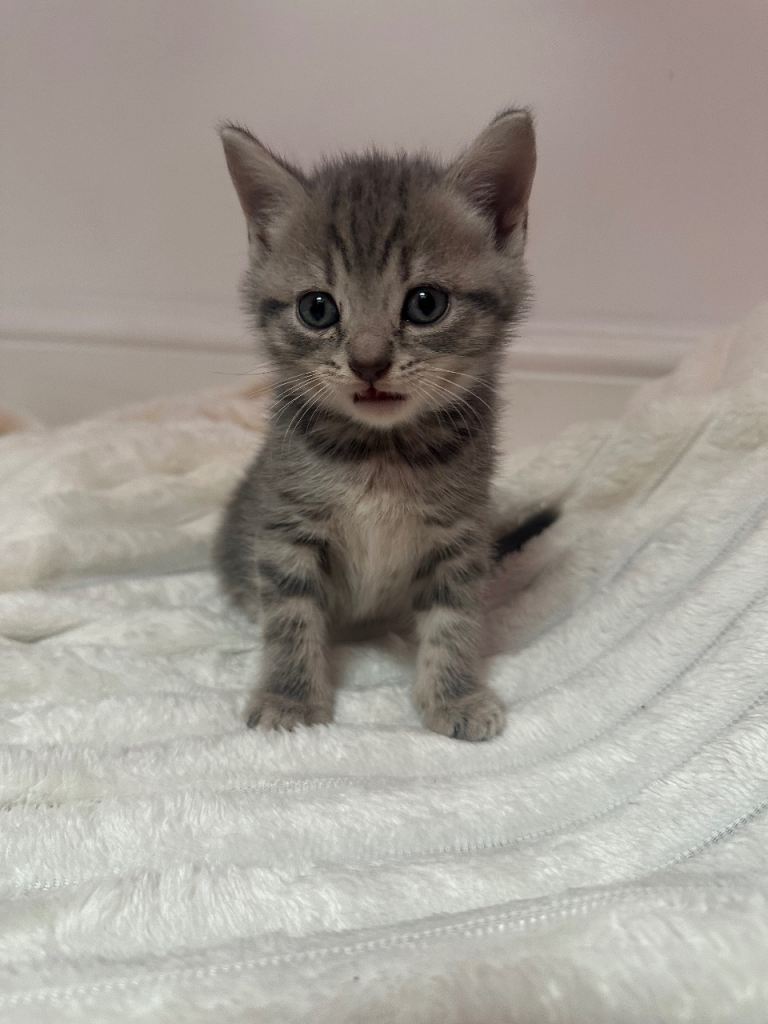 Mixed Tabby and British short hair 