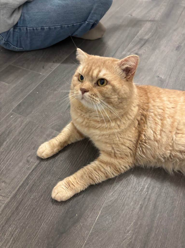 URGENT: Red British Shorthair cat for sale