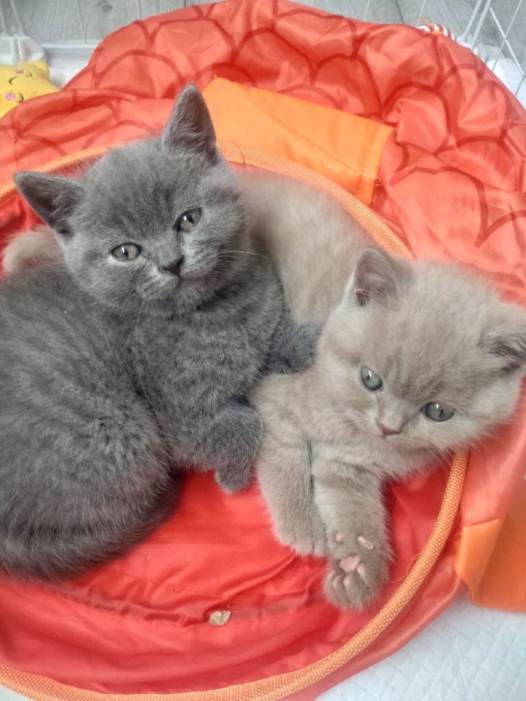 British short hair kittens 