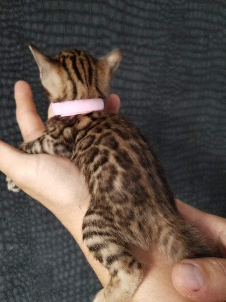 Top quality bangal kitten for sale 