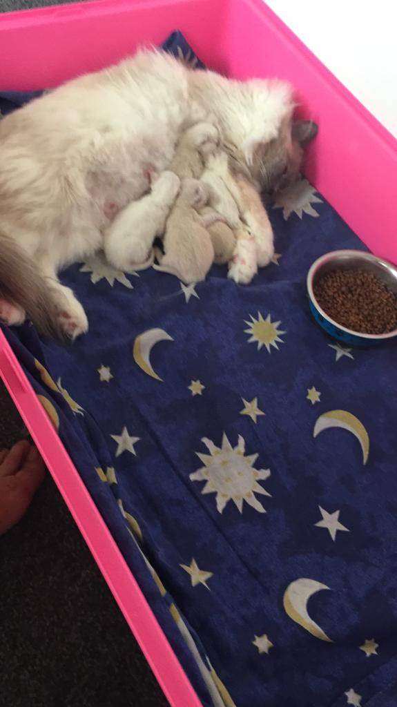 PURE RAGDOLL kittens GCCF parents 