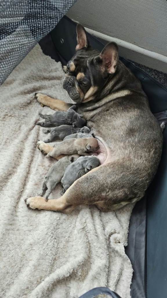 French bulldogs
