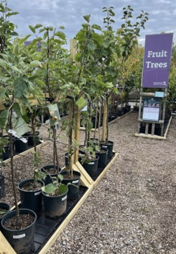 Established 5/6ft Fruit Tree 🌿🍏🍐🍒🍎