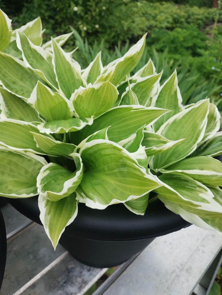 Hosta Plants Variegated Undulata Variety 