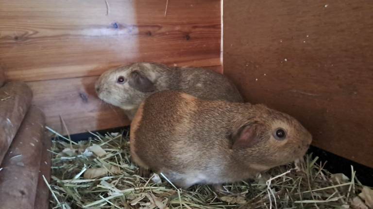 Guinea pigs looking for their new forever homes - indoor cage if needed 