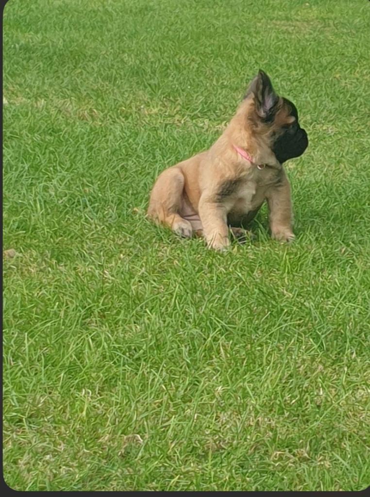 💗🐶 French bulldog  fluffy puppy last female fleft