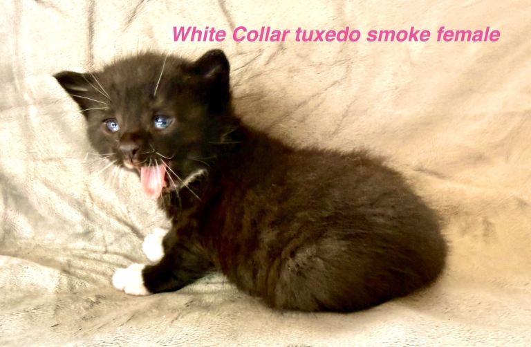 Pedigree Siberian kittens