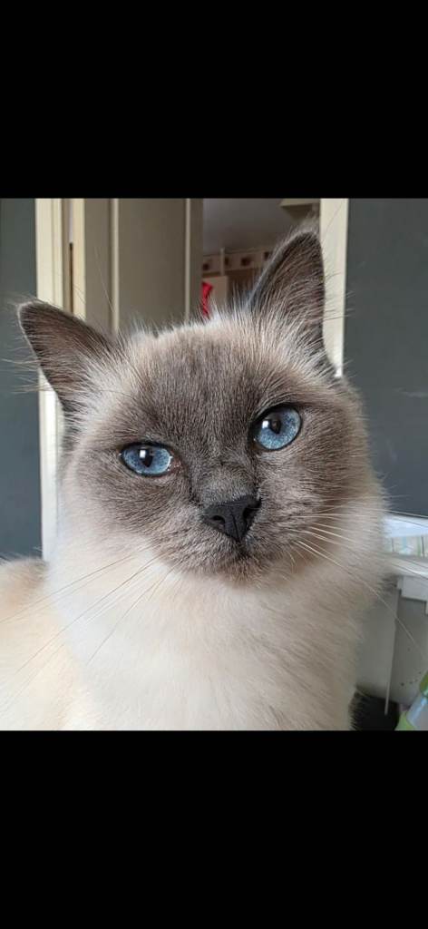 Ragdoll cat