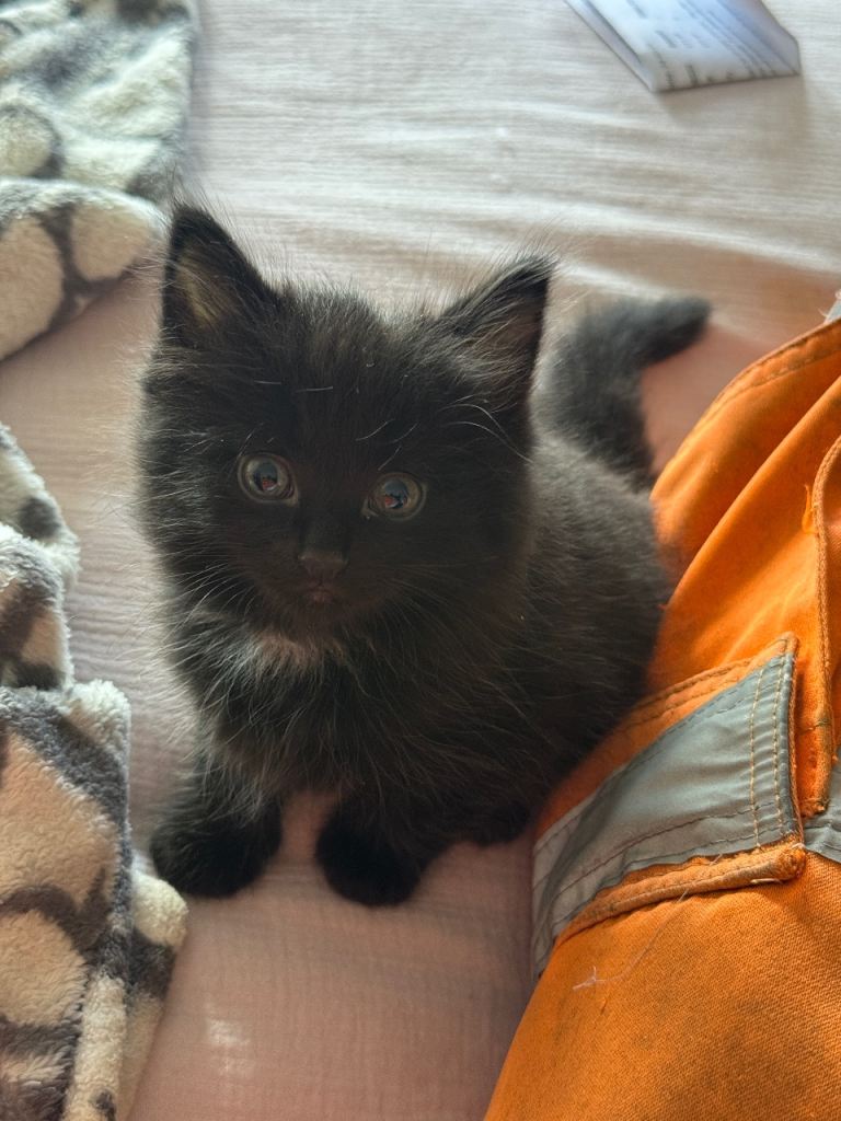 Male fluffy kitten