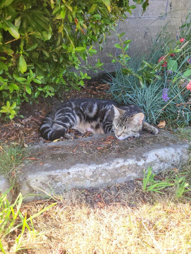 Cat & 3 kittens