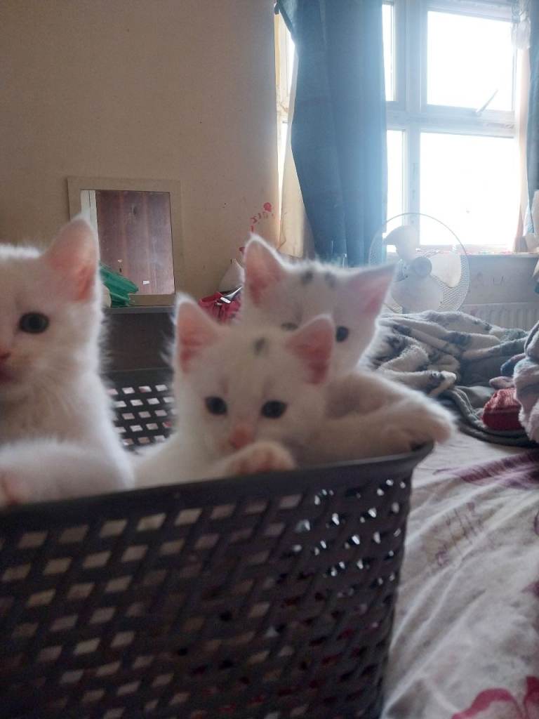 ***MIXED MAINE COON KITTENS ***3 remaining