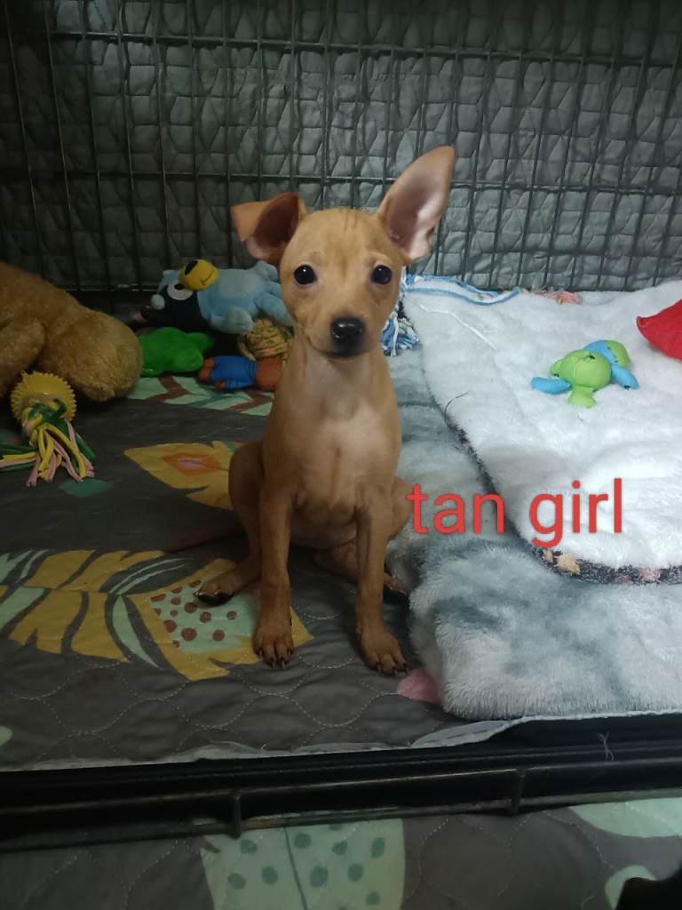 6 Beautiful Miniature pinscher puppies 