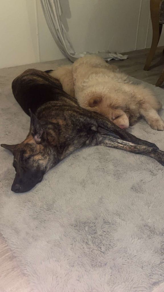 Beautiful 10 month old chow chow 