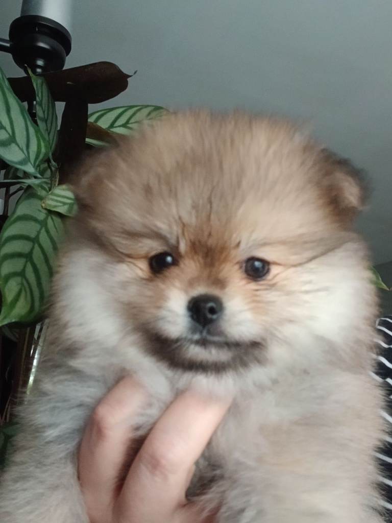 Pomeranian puppy