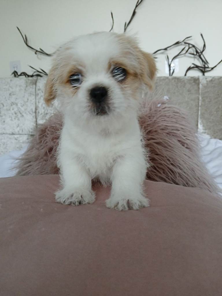 2 beautiful shih tzu girls 