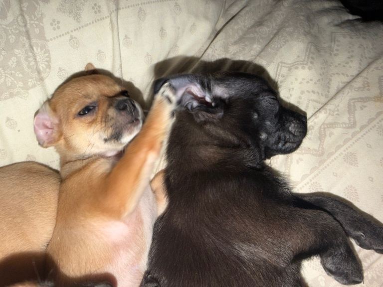 4 puppies chihuahua x chug 