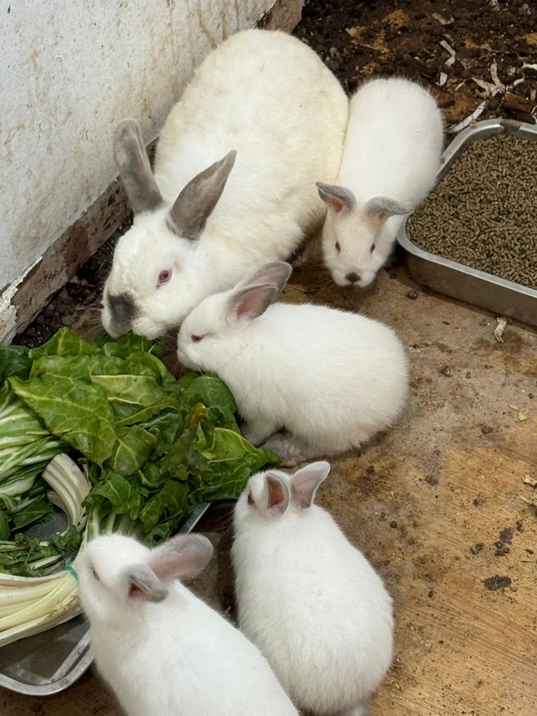 Healthy playful rabbits 