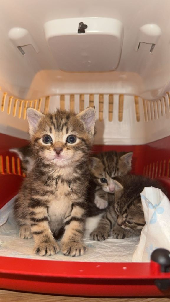 KITTENS