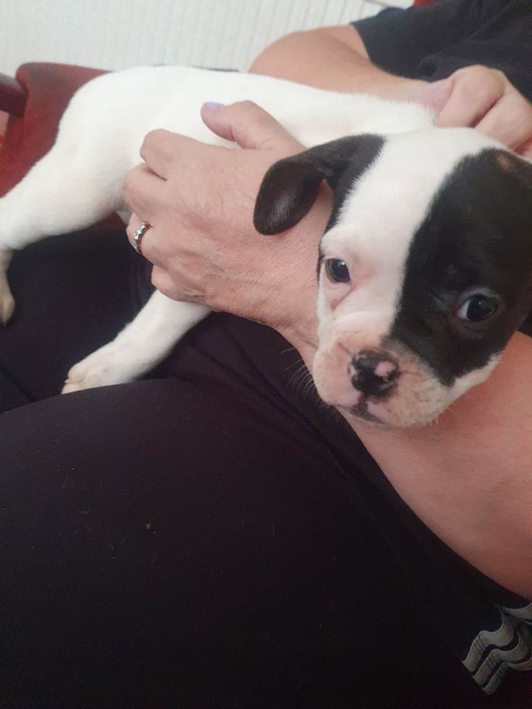 Oldtyme x french bulldogs