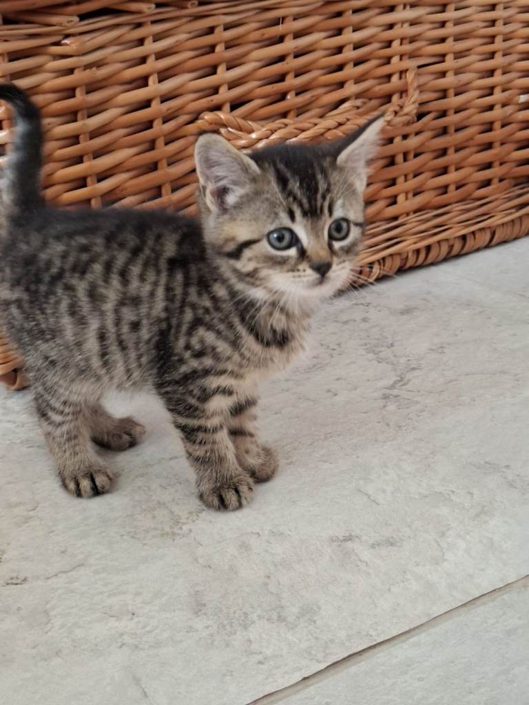 Kittens short and long haired