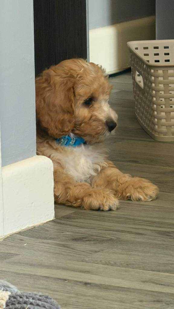 Cockapoo!!!!!!!!! 2 boys remaining ❤️❤️❤️❤️