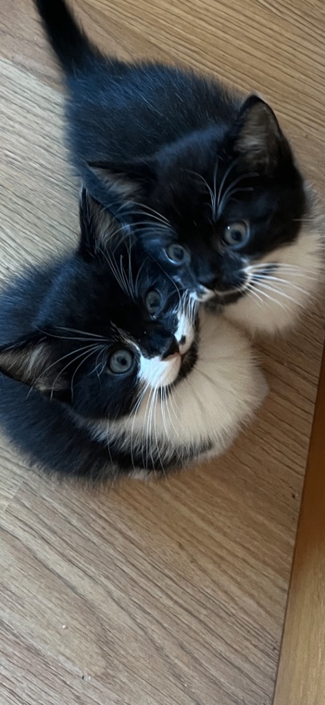 Stunning kittens 