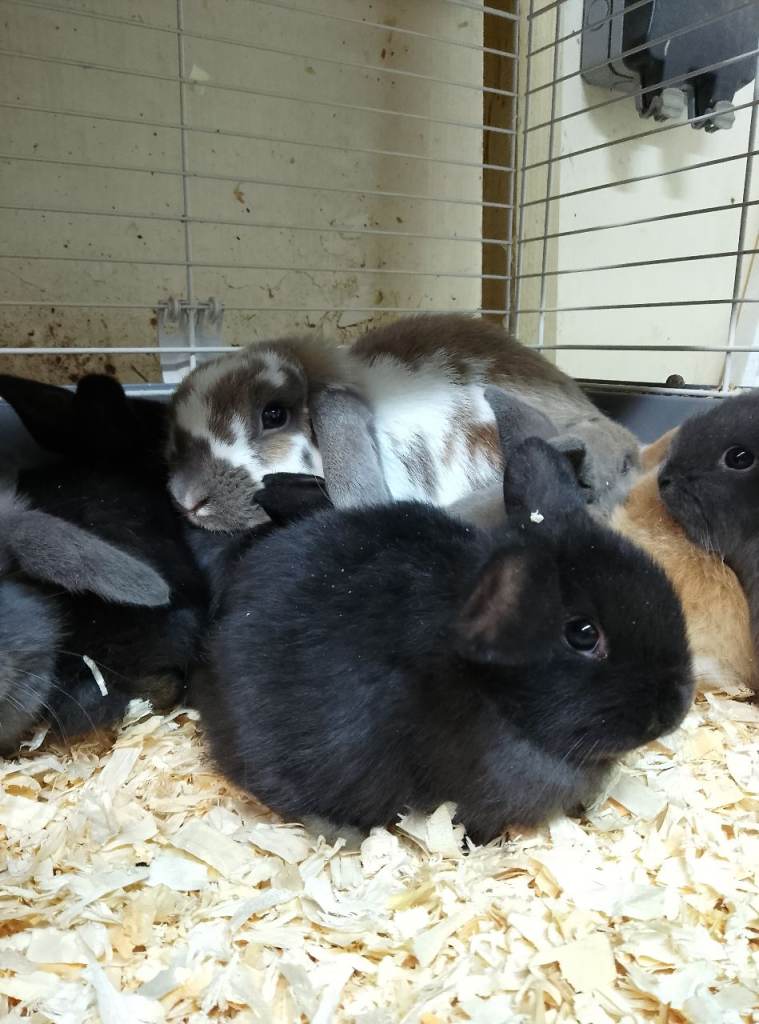 Mini lop Rabbits